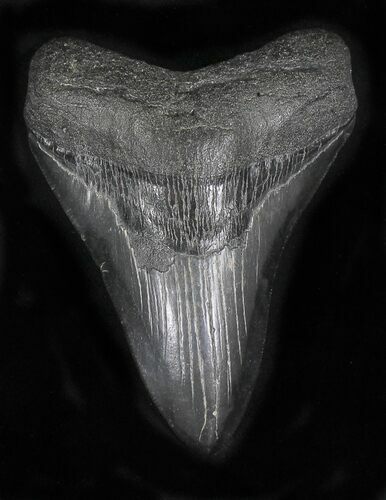 Lower Megalodon Tooth - South Carolina #21963